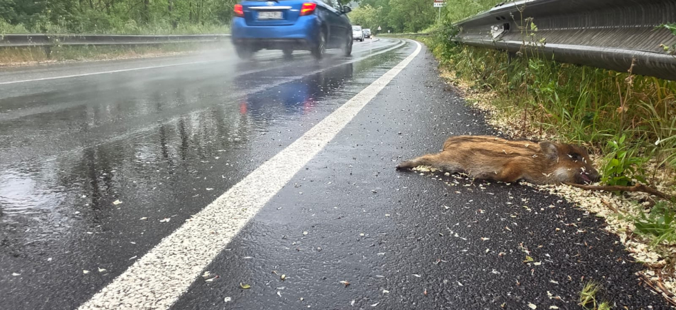 Già 13 incidenti con animali selvatici contro i 6 totali dell'anno scorso