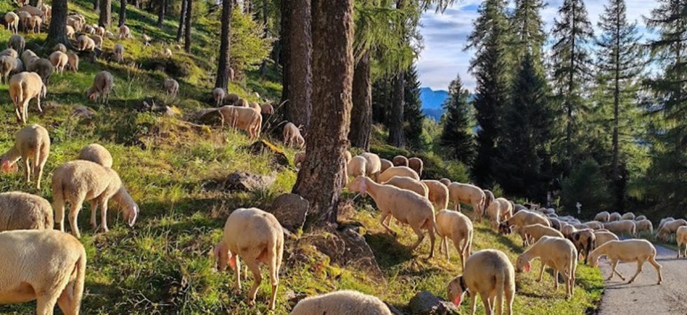 Chip da fare inghiottire a capre e pecore, in Veneto la voce che gli animali muoiono soffocati