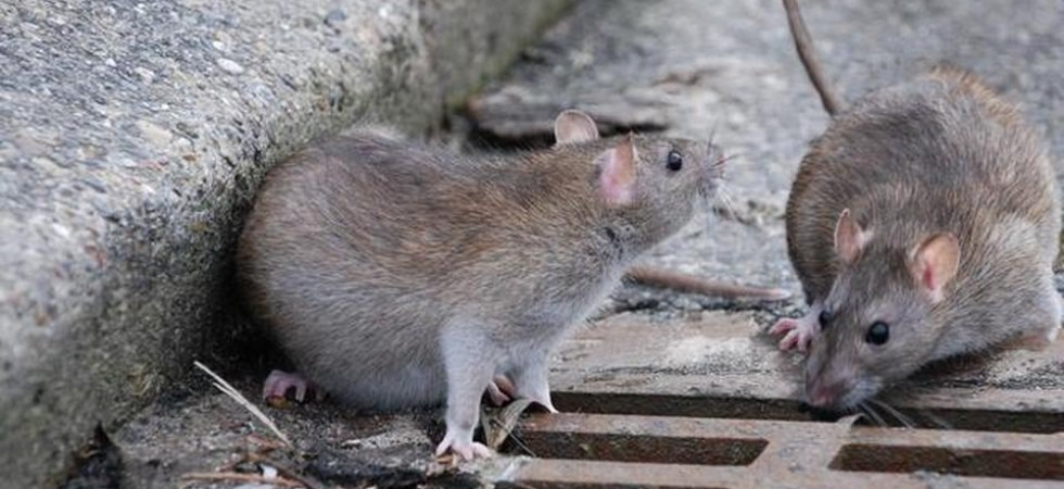 Ratti in aumento, 700 trappole posizionate