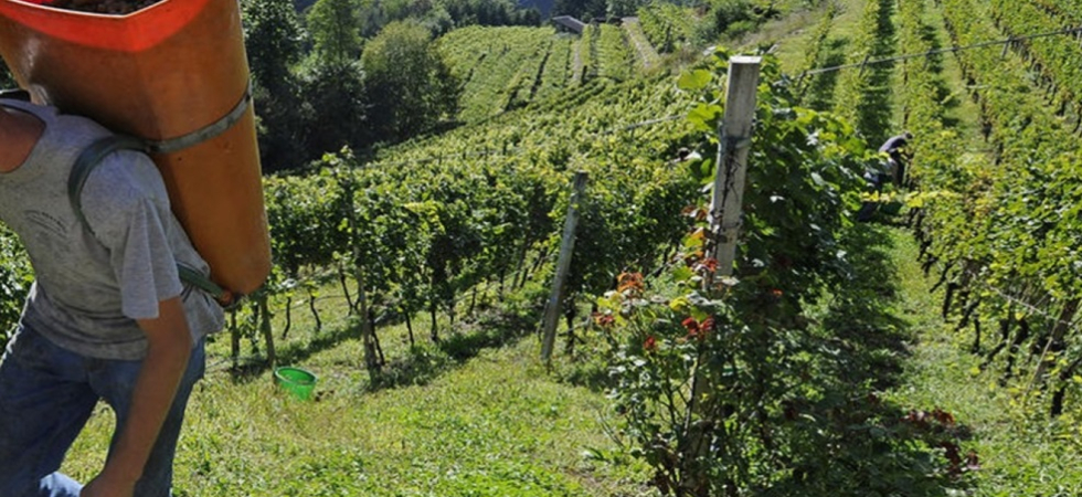 Sulla Ganzega il Veneto vuole copiare il Trentino: Scambio di manodopera e aiuto di parenti