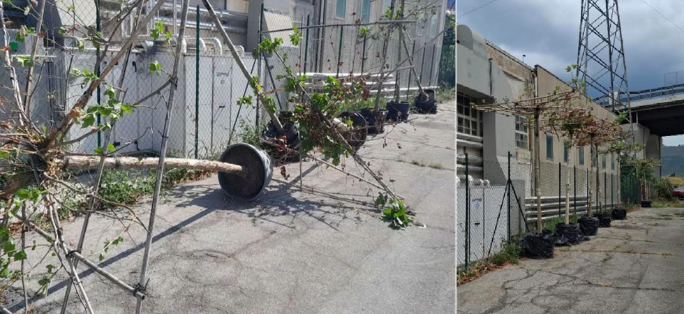 Alberi trattati come scarti da cantiere'', è polemica sulle piante abbandonate sulla strada: Spettacolo desolante''
