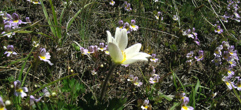 Vette più verdi, ma scompare la flora d'alta montagna: ecco i risultati del cambiamento climatico sulle montagne altoatesine