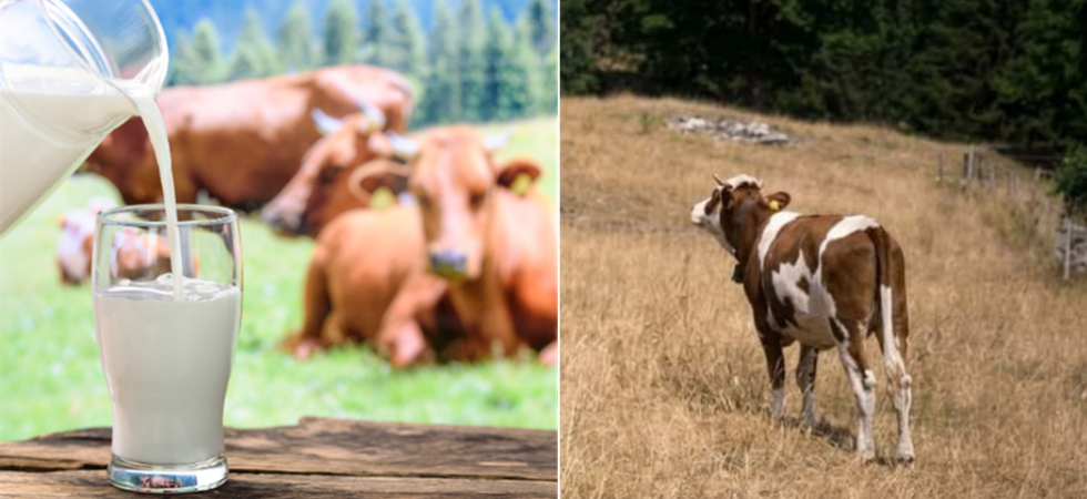 Crisi della zootecnia tra crollo del prezzo del latte e pascoli bruciati: C'è un sostegno unico in Italia alle aziende