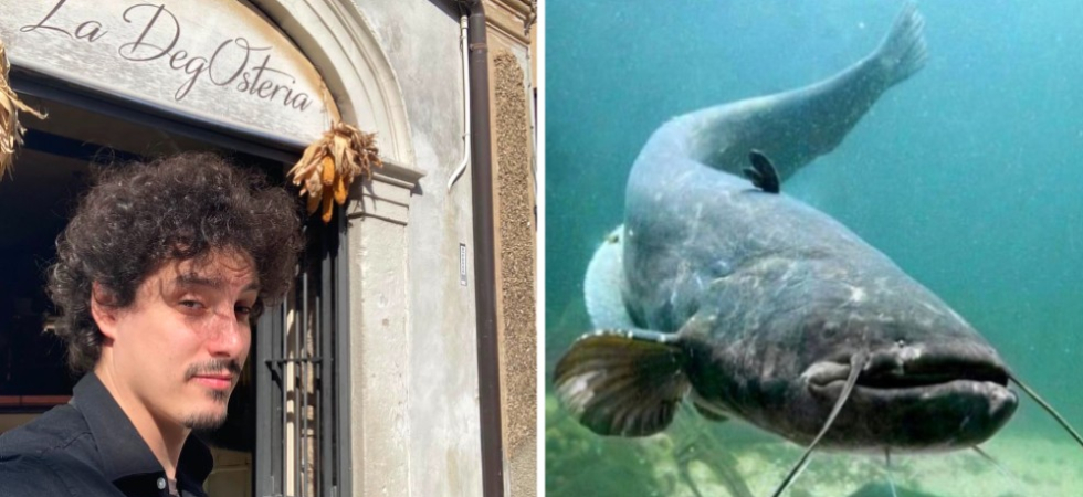 Il siluro a livello gastronomico ha il potenziale della rana pescatrice o del merluzzo