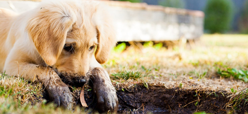 Pensate di adottare un cane (o ne avete già uno)?