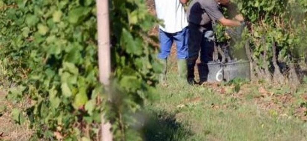 Lavorano nei vigneti per meno di 3 euro l’ora: trovati 107 braccianti sfruttati e pagati una miseria