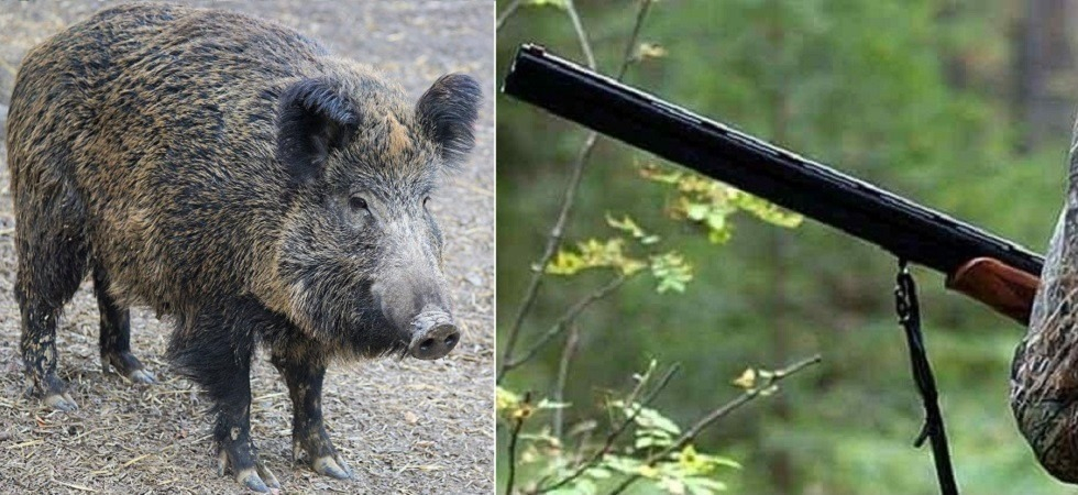 Cinghiali, ogni cacciatore potrà abbatterne fino a 2 al giorno (e 35 a stagione)