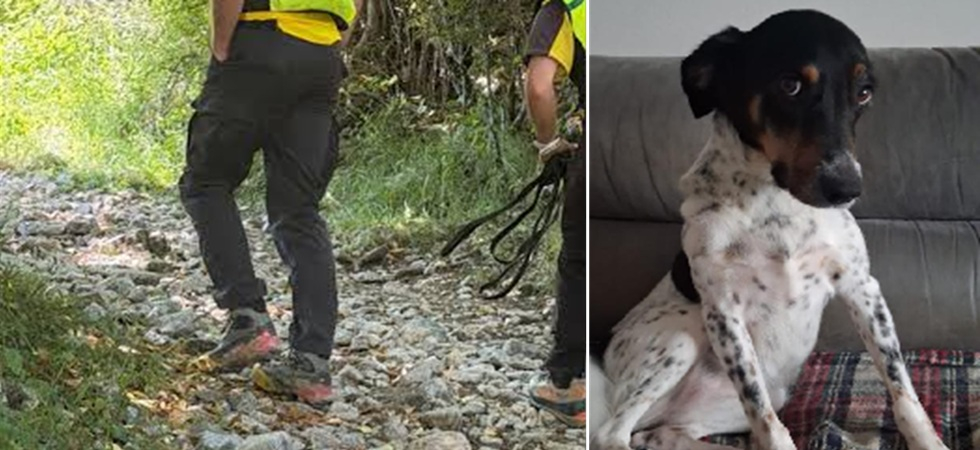 Fuggita dopo il contatto con un recinto elettrico, la cagnolina Laila è svanita nel bosco