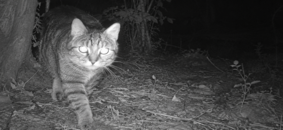Una trentina di gatti spariti e il ritrovamento di resti macellati, l'Aidaa:C'è un killer seriale o sono dei rituali?''