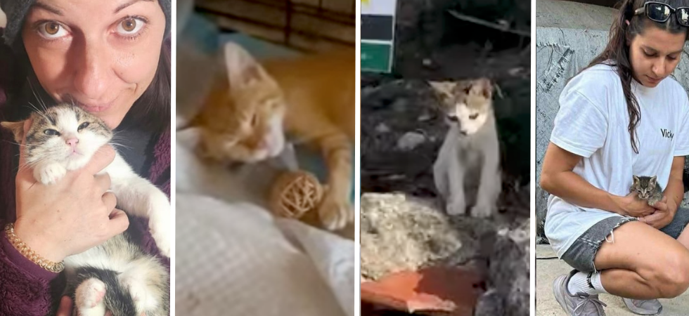 Da Zante a Bolzano passando per Atene e Roma: la missione di Shari e delle volontarie per i salvare i gattini randagi