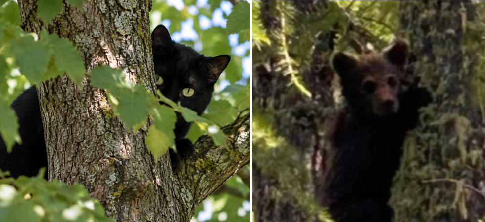Allarme orso in un campeggio ma era un gatto: Prendiamo in considerazione ogni segnalazione ma invitiamo la popolazione a