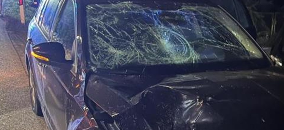 L'impatto tremendo nella notte, violento schianto di un'auto contro un animale selvatico
