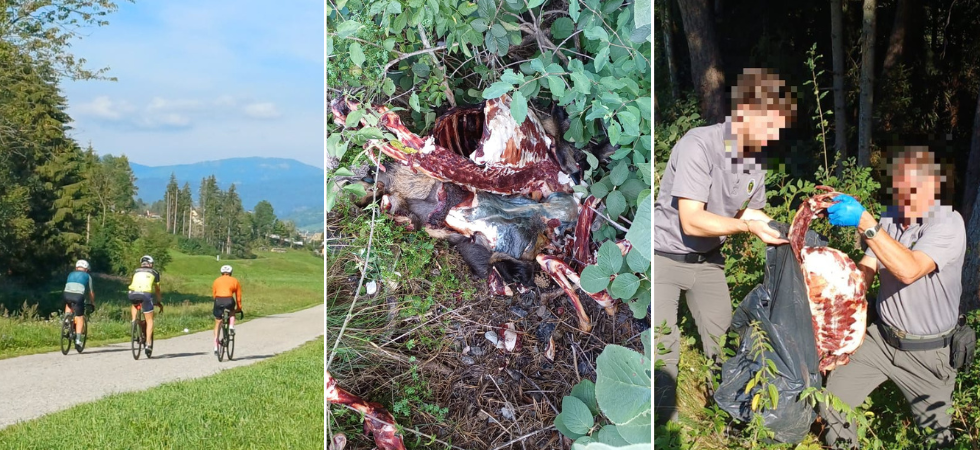 Una carcassa di camoscio macellata abbandonata nel bosco a pochi metri dalla ciclabile