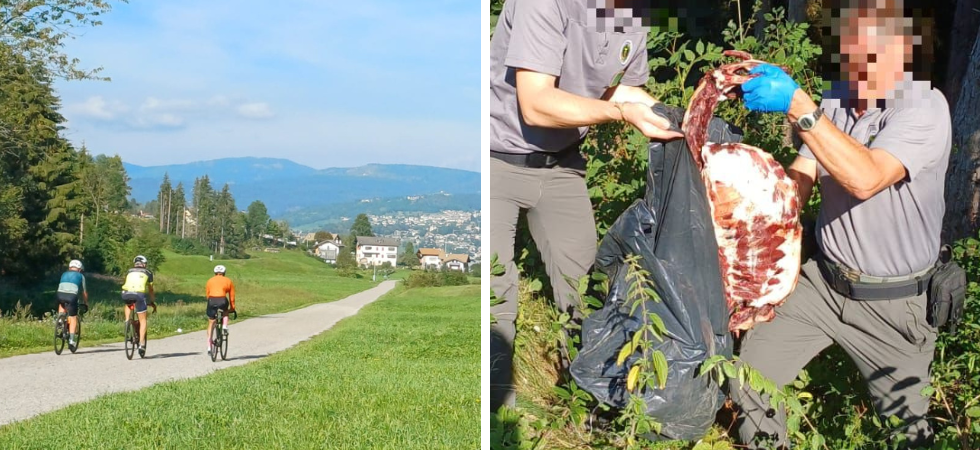 "Volevano attirare i lupi vicino alle persone per alimentare paura e odio?"