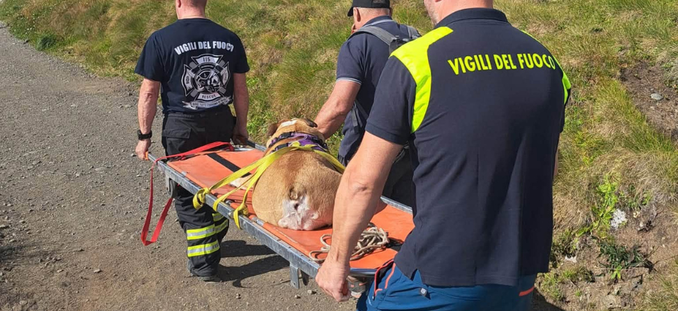 Soccorso ai cani in montagna?