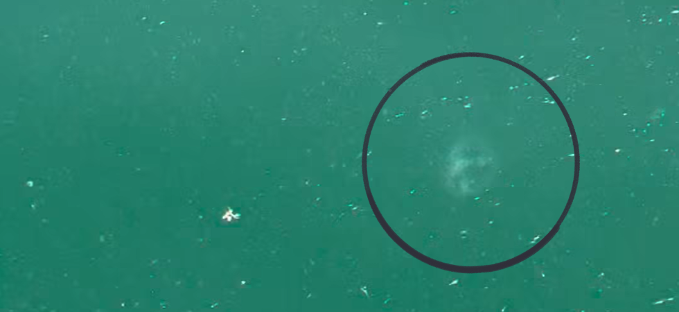 Piccole meduse cinesi nei laghi trentini, nuove segnalazioni: "Arrivate in Europa con il trasporto di piante acquatiche"