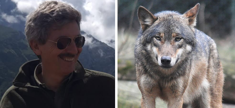 Lupi abbattuti 'a caso', in Tirolo siamo al delirio