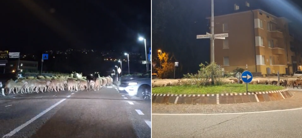 Centinaia di pecore "sfilano" tra le vie della città: "In tanti anni questa non l'avevo ancora mai vista"