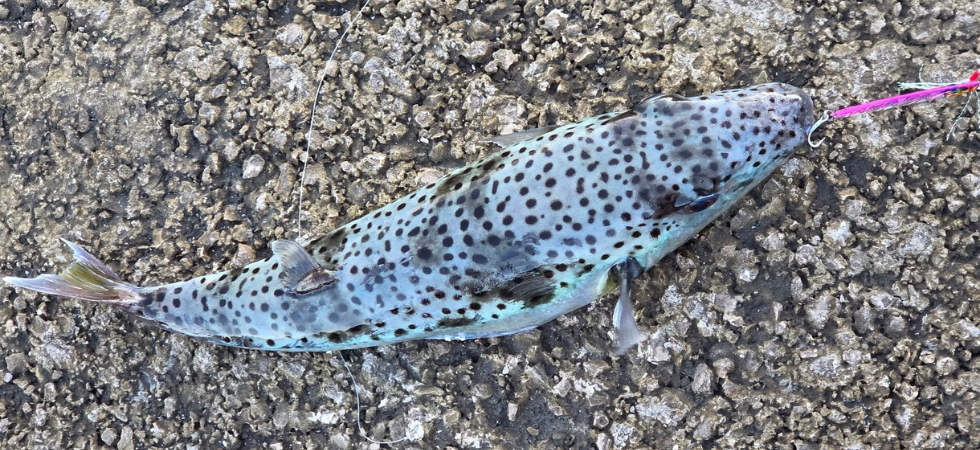 State lontani da quel pesce, contiene uno dei veleni più potenti del regno animale