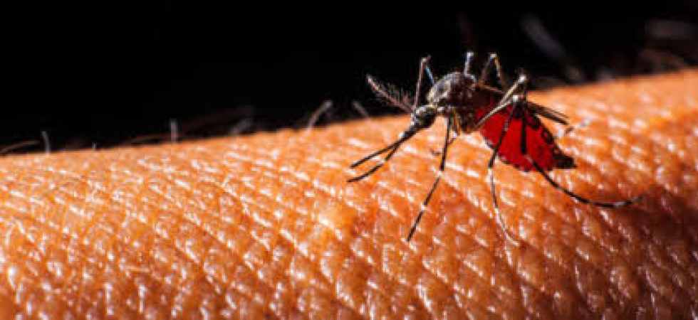 Vittima del virus West Nile, morto il 68enne Giampaolo Ronchese: l'infezione trasmessa da una zanzara