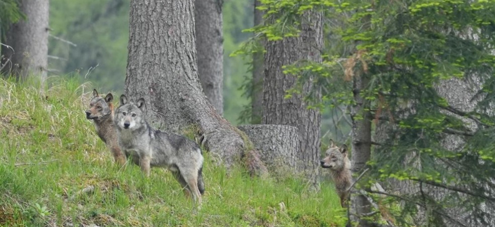 L'Alto Adige vuole uccidere un altro lupo ma abbiamo fatto ricorso al Tar