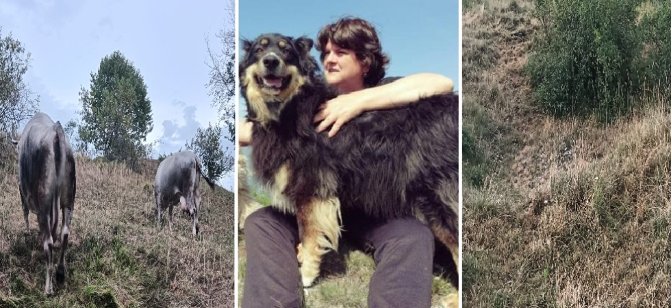 "Portavamo gli animali al pascolo per risparmiare, ma ora anche l'alpeggio è diventato un costo"