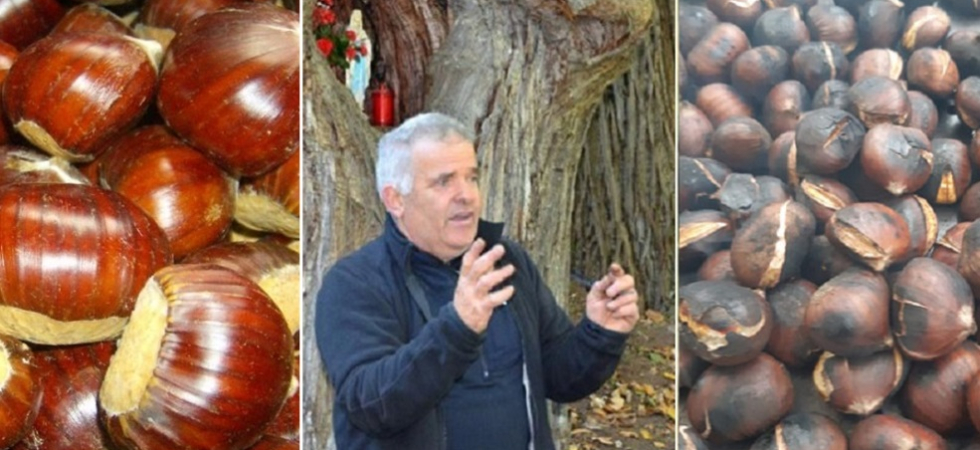 "Le piante sono cariche", tutto pronto per la stagione di marroni e castagne