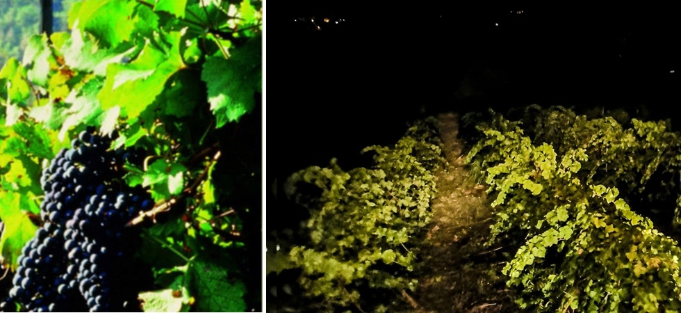 Incredibile furto in campagna nella notte: vendemmiano di nascosto e rubano 7 quintali di Marzemino, caccia ai responsabili