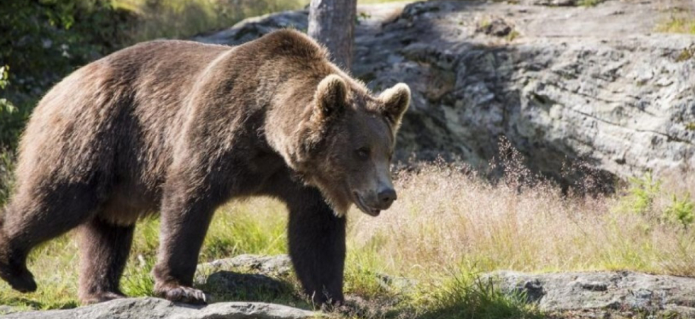 Il caso dell'orsa Kj1 arriva alla Corte Europea dei Diritti dell'Uomo