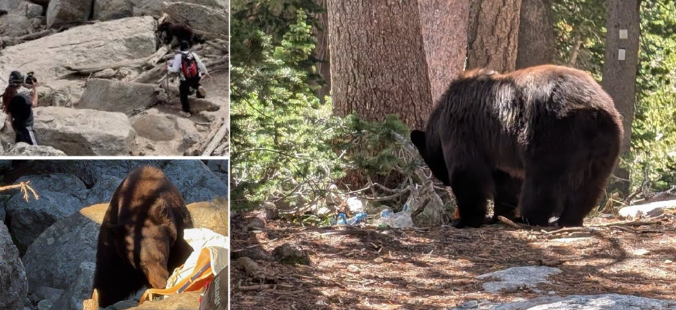 Foto Fb Parco Nazionale del Grand Tenton con la NPS Dobbiamo essere chiari: questo orso è stato abbattuto per colpa dei visitatori