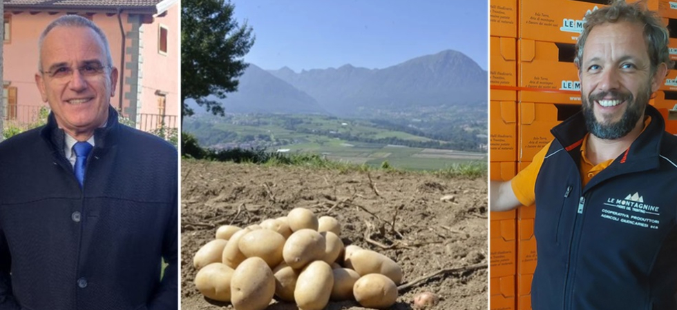 Crisi delle patate in Italia e in Europa, picchi del -30% ma il Trentino para il colpo
