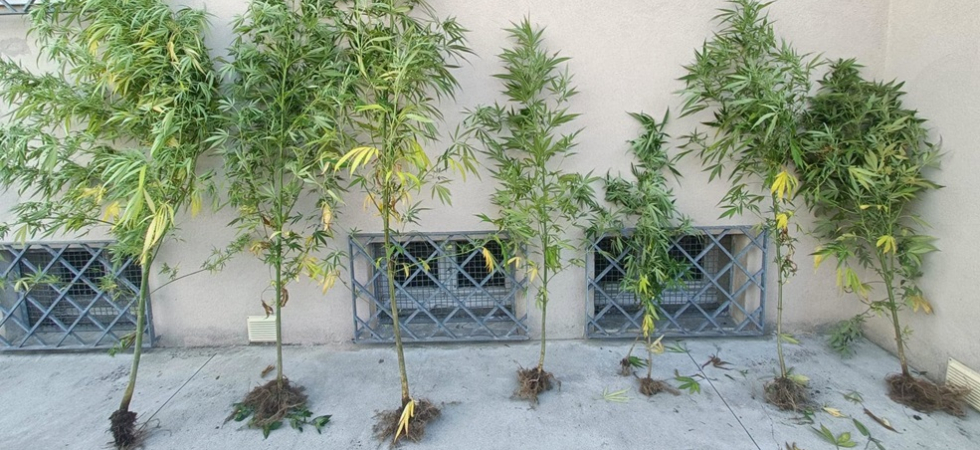 Coltiva in casa otto piante di marijuana, alcune alte due metri: nei guai un 56enne che è stato arrestato per spaccio
