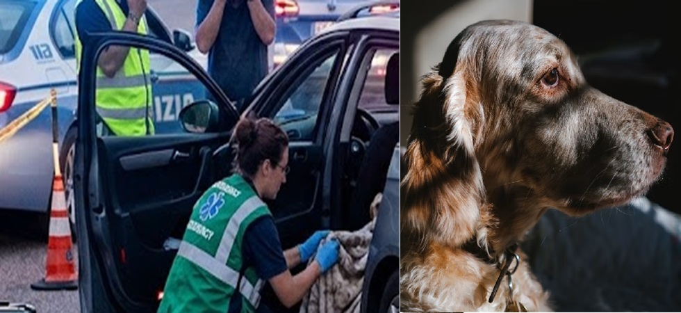 Sette cani morti in auto lungo l’A22: li stavano portando a cacciare