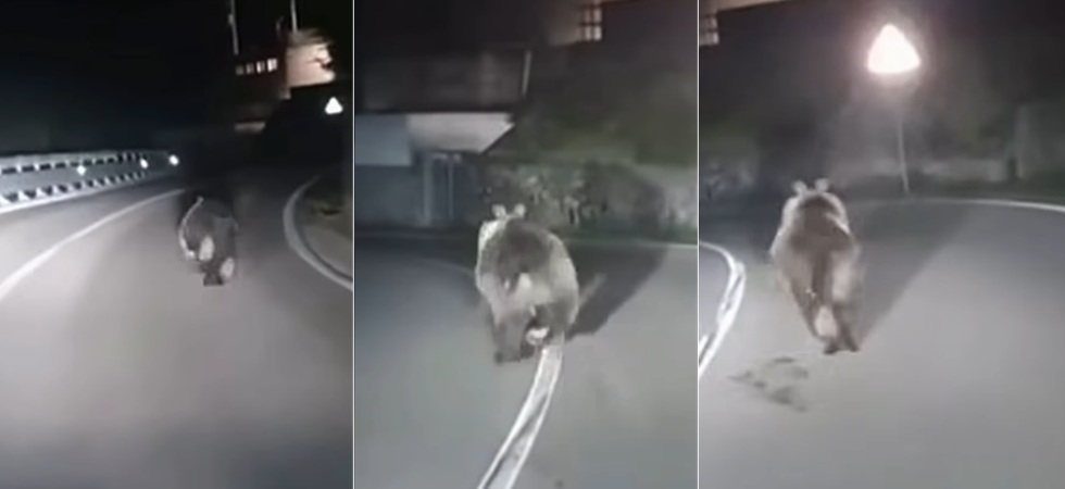 L’orso spunta dalla boscaglia e corre lungo la strada, l’automobilista lo segue con i fari accesi