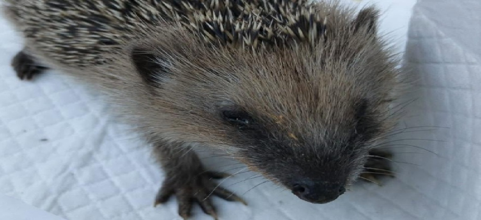 "Forse predato da un cane, è arrivato da noi gravemente ferito e con difficoltà respiratorie"