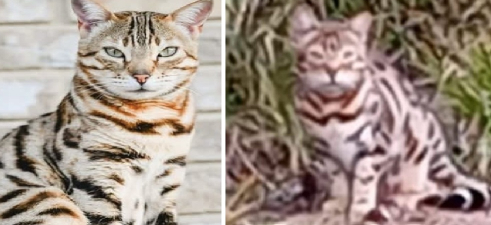 "Rocky è vivo", avvistato il gatto Bengala scomparso da 20 giorni: "Chiunque lo vedesse ci contatti tempestivamente"