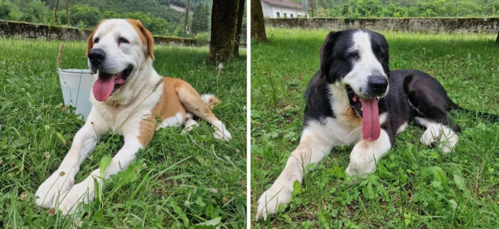 AAA cercasi casa per due cagnoloni, l'appello della Polizia Locale: "Cerchiamo persone responsabili e consapevoli"