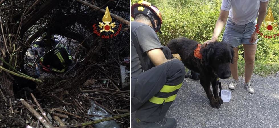 Il cagnolone Charly finisce tra i rovi, non riesce più a tornare dai proprietari e scatta l'allarme