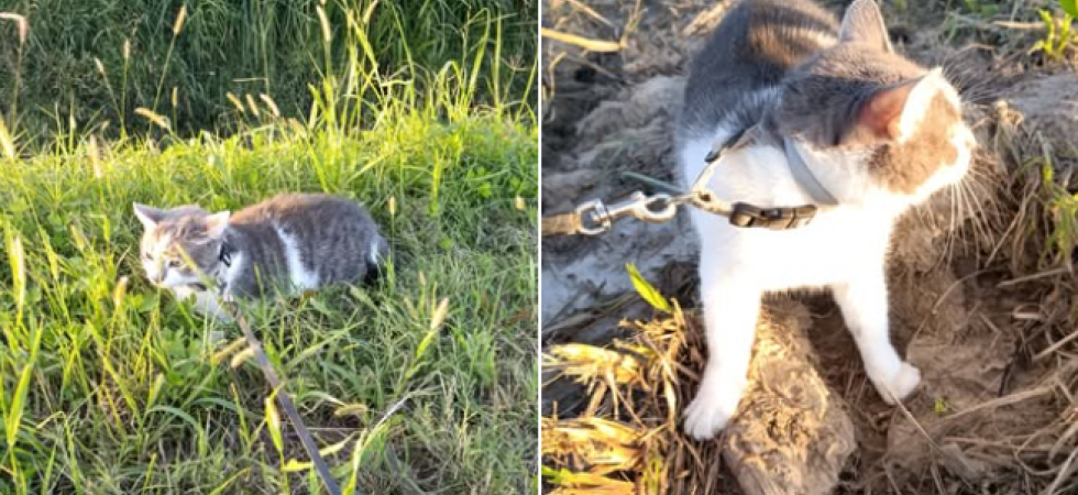Ragazzina apre la portiera dell'auto e abbandona una gatta con la coda mozzata in mezzo ai campi