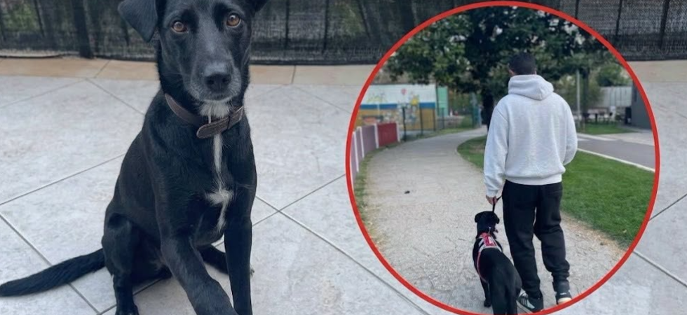 "Abbiamo ricevuto una chiamata che ci ha scioccati", i volontari