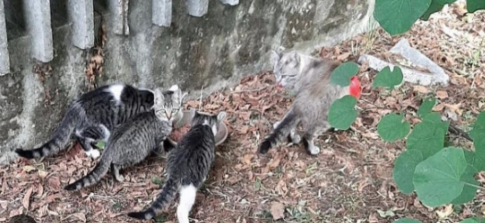 Un riccio sventrato, veleno nelle ciotole dei gatti e minacce alla volontaria: choc alla colonia felina