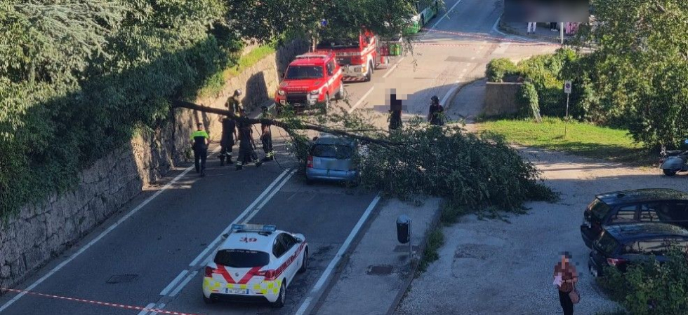 Paura sulla strada in città, un albero si spezza e colpisce un'auto: in azione i vigili del fuoco e la polizia locale