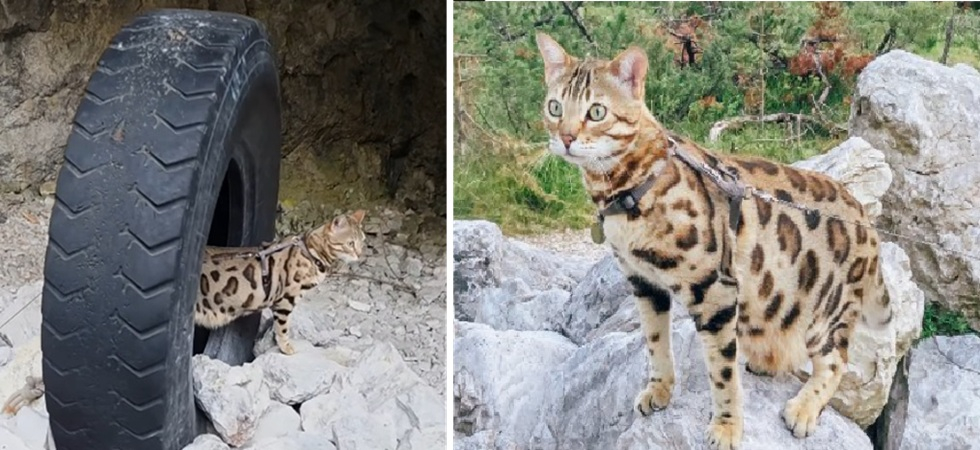 Gatto Bengala scomparso sulle Dolomiti: “1000 euro per chi lo ritrova”