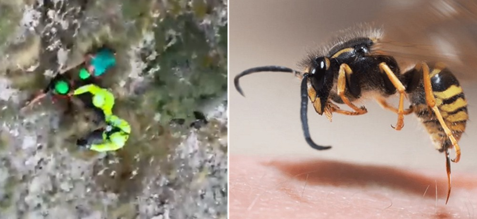Paura nel bosco, esce a cercare funghi e viene punto dalle vespe: grave reazione allergica per un uomo