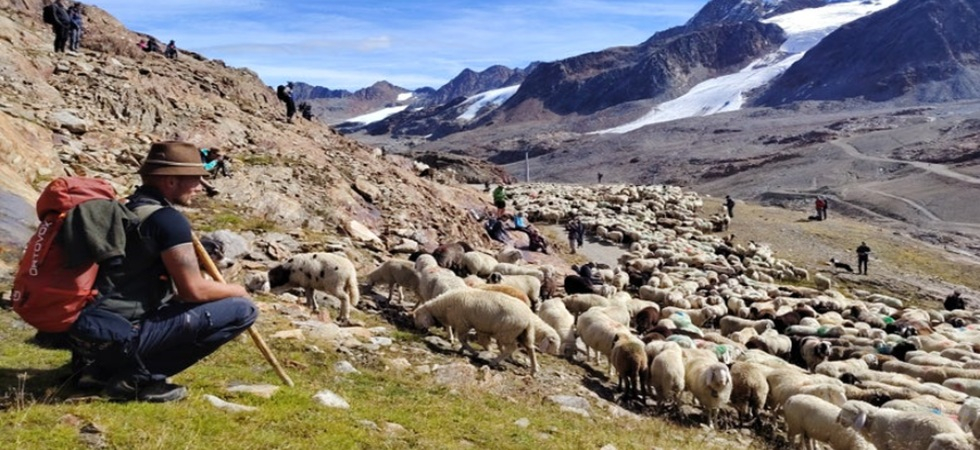 Le pecore tornano a valle, la transumanza resiste