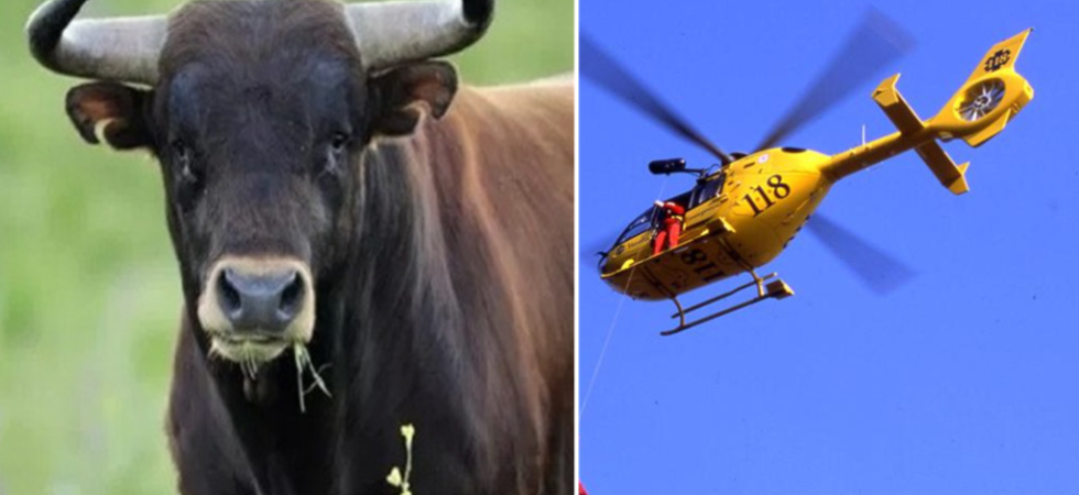 Caricato e incornato da un toro del suo allevamento, gravissimo un imprenditore agricolo