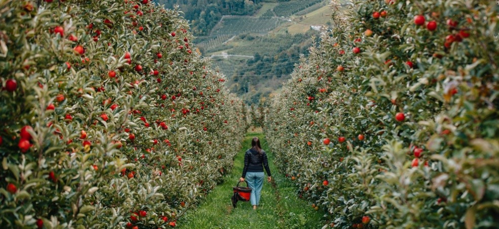 Dentro i filari della Val di Non e della Val di Sole