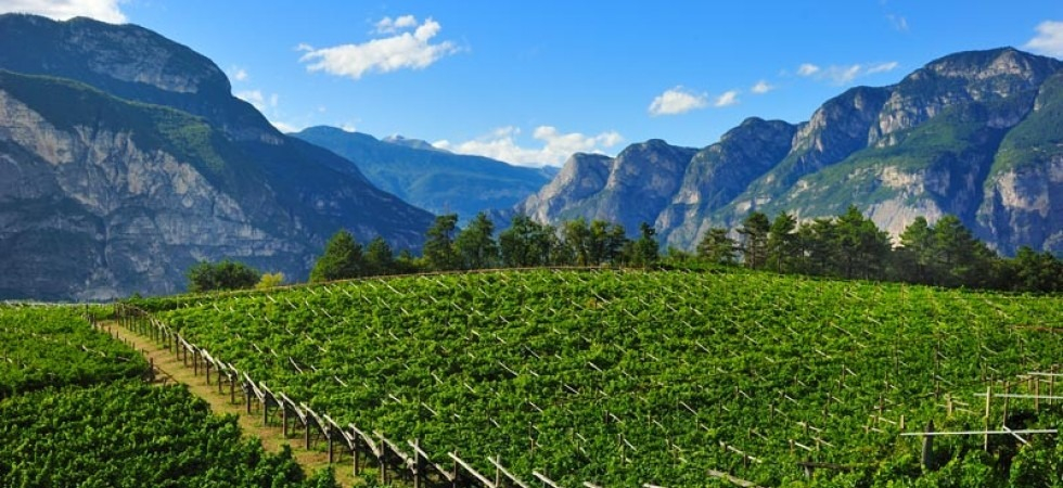 L'Europa tradisce i nostri agricoltori, la tassa ambientale rischia di far impennare i prezzi dei concimi