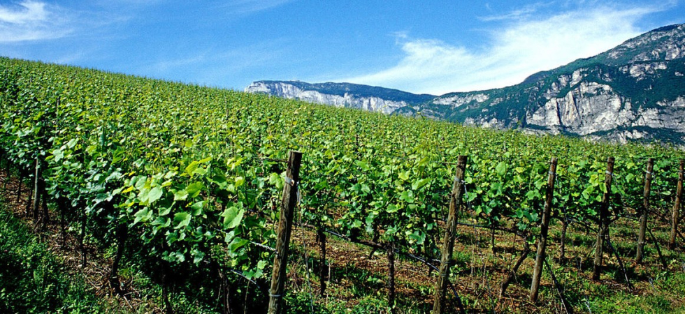 Produzione vinicola, contributi per 1 milione di euro: ecco gli investimenti finanziati e come presentare la domanda