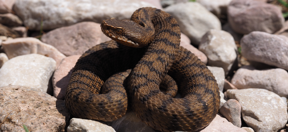 Vipera comune © Karol Tabarelli de Fatis Arch. MUSE Vipera comune © Karol Tabarelli de Fatis Arch